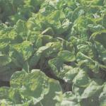 Выращивание салата: сорта, рассада, посадка и уход